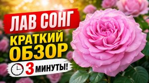Роза Лав Сонг (флорибунда) - Love Song (Tom Carruth, 2011) краткий обзор за 3 минуты!