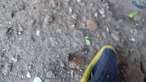 Что это за трава? Интересно