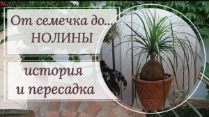 ИСТОРИЯ ОДНОЙ НОЛИНЫ. ОТ СЕМЕЧКА ДО ВЗРОСЛОГО РАСТЕНИЯ. Видео от 09.2023