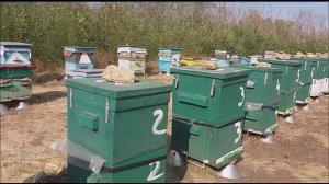 Разница в поведении пчел  в  ульях из дерева и ППС в осенний период