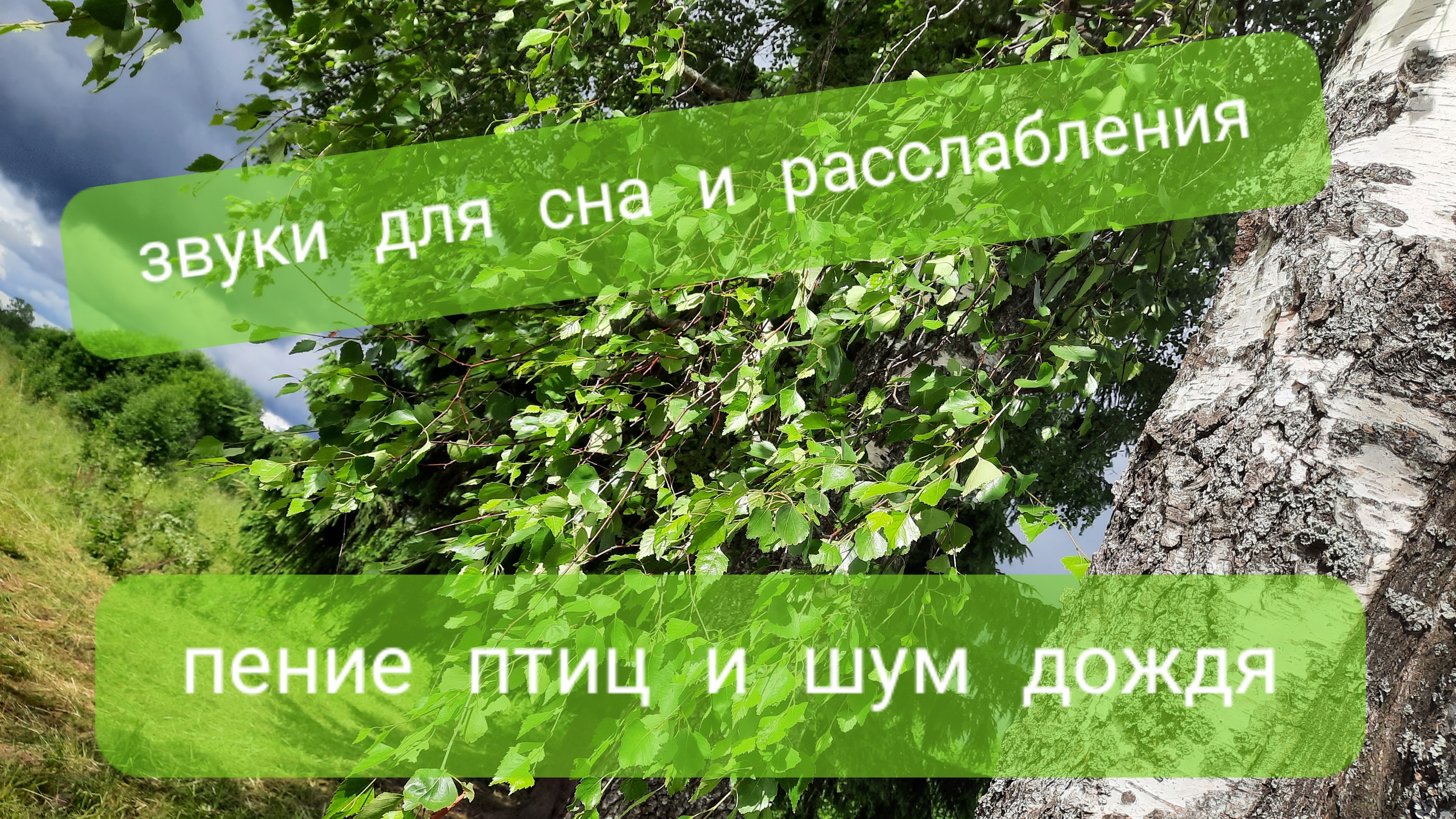 успокаивающие звуки природы: трели птиц чтобы быстро уснуть