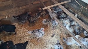 Мои цыплята замучили меня. Одни проблемы...