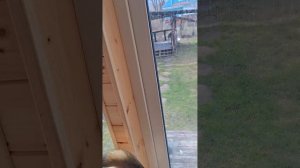 1000062773.mp4 (Собака наблюдает за установкой наружных уголков на 1 этаже в доме А-фрейм)