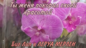 😍ЛЕРУА МЕРЛЕН покорил меня красотой ОРХИДЕЙ🌸Такого от Леруа МЕРЛЕН я НЕ ожидала  Супер ЗАВОЗ ОРХИДЕЙ