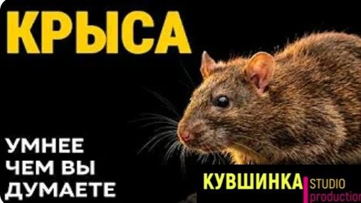 Чума гениальный мозг и то что она скрывает от человека