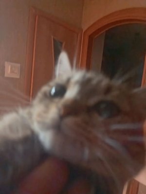 гд чат СМОТРЮ