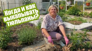 Как и когда выкапывать тюльпаны: главные правила!