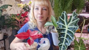 Пересадки растений в кокосовый и минеральный грунт