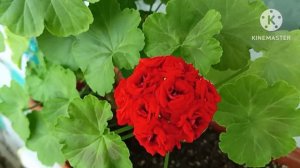 На Пеларгонии мельчают и скручиваются листья???🙆☘️🌹☘️