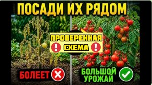 Забытая схема посадки: 15 пар овощей, которые нельзя разлучать! Сажай только так