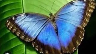 Fly-fly Buterfly