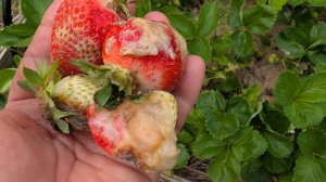 Может сразу все под корешок.Столько ненужных дел делаю.Не даст полакомиться.Сбор клубники.Тверь.