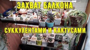 Суккуленты захватили балкон, июньская жара