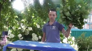 Как заготовить дубовый веник в баню.