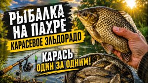 🎣 Рыбалка на Пахре. Карасевое эльдорадо!