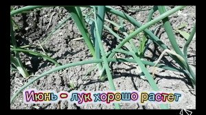 Лук хорошо растёт - июнь