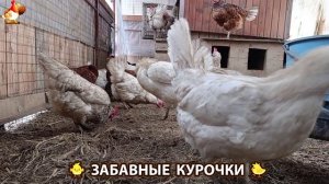 Забавные курочки несушки во дворе и курятнике очень счастливы 🥚😂🐥 (2)