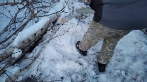 собираем валежник на дрова