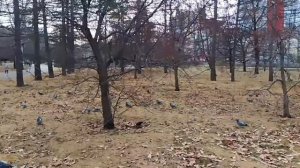 Осенние ГОЛУБИ