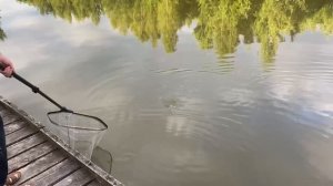 Линь не даёт скучать
