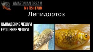 Бактериальные болезни у аквариумной рыбы