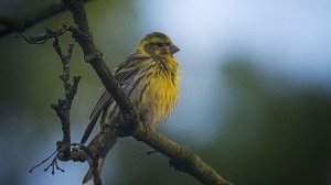 Звук природы. Пение птицы Вьюрок европейский на болоте под звуки лягушек