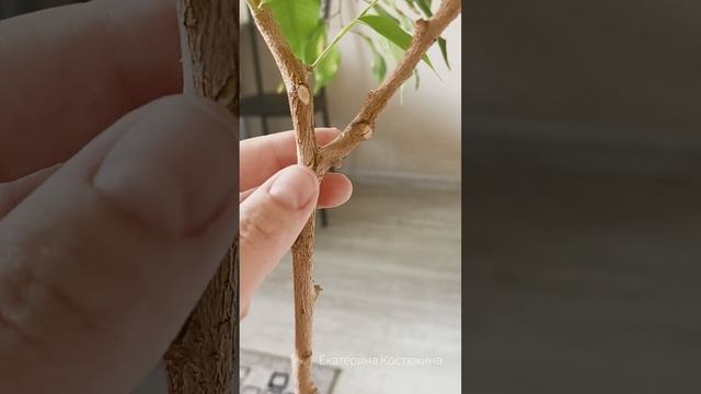 Мои цветы. Эксперимент над фикусом. Наращиваю крону фикусу. А еще я вяжу крючком