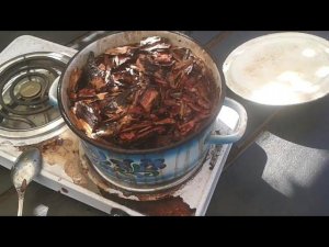 МОРИЛКА СВОИМИ РУКАМИ ИЗ КОРЫ. РЕЗУЛЬТАТ УСТРОИЛ?!
