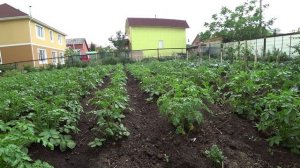 Основные принципы выращивания картофеля