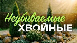 Эти Хвойные Выглядят Роскошно, А Стоят Копейки! Я Не Поверила Своим Глазам, Когда...