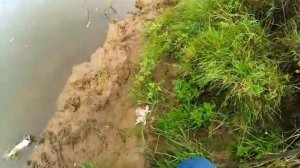 В корягах ПОЛНО РЫБЫ ДЖИГ в КОРЯЖНИКЕ Клёвая резина  ПОРОЛОН и прочие