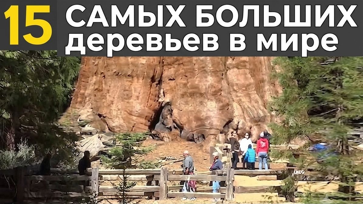 15 САМЫХ БОЛЬШИХ деревьев в мире смотреть онлайн