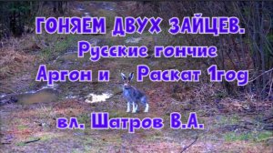 ГОНЯЕМ ДВУХ ЗАЙЦЕВ.Русские гончие Аргон и Раскат 1 год вл. Шатров В.А.#охота #топ #hunting