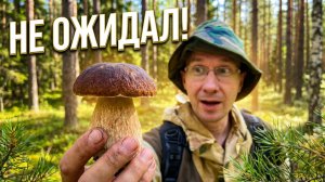 Не ожидал найти это в июне! Первые лисички и белые грибы