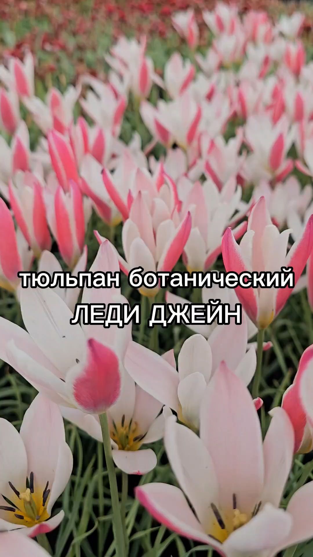 Этот сорт тюльпана идеально подходит для ландшафтного декорирования.