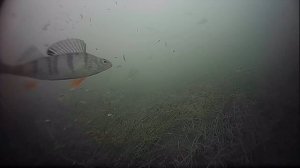 Съёмка подледной рыбалки 42
