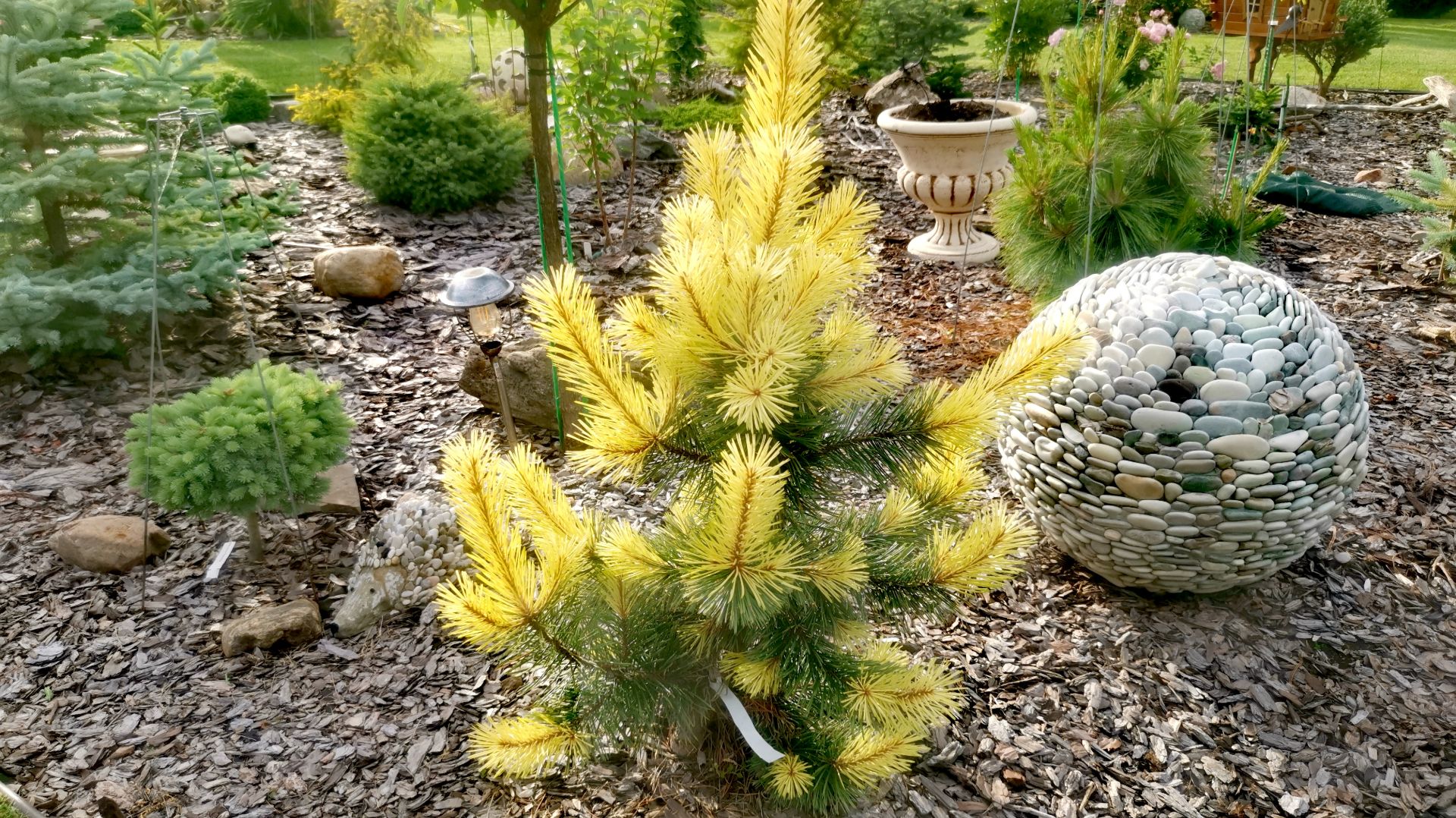 Обзор хвойных растений! Picea engelmannii Glauca🌲Picea pungens Virgata Cobra🌲24.06.26г смотреть онлайн