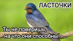 Ласточки – невероятные птицы рядом с нами! Всё, что вы не знали о них 🐦✨