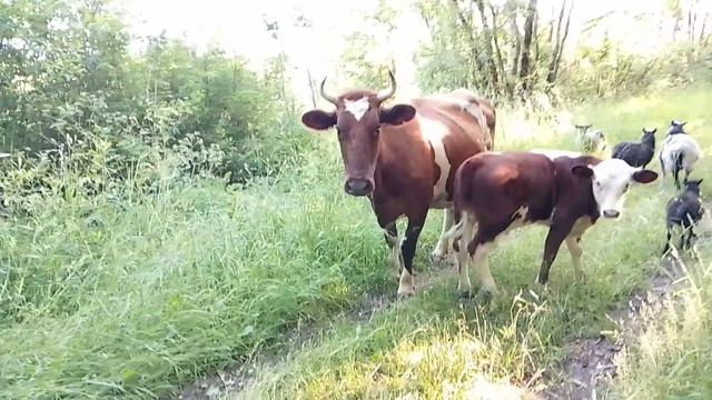 1000021806.mp4 смотреть онлайн
