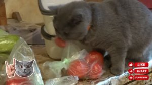 Британская кошка Рики Ворует Помидоры )