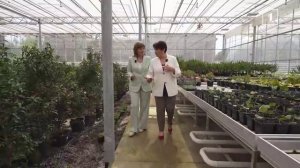 Донецкая роза – из одной клетки