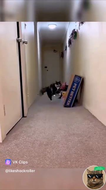 Сумасшедшие коты
