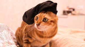 Когда решил поспать, но вспомнил, что вышла новая серия любимого сериала...