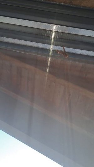 К нам залетел шершень!!!😱страшно