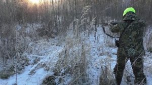 Охота на лося. Быки вышли на охотников. Много выстрелов.