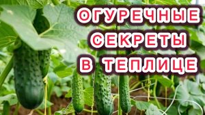 Все секреты успешного выращивания огурцов в одном видео.