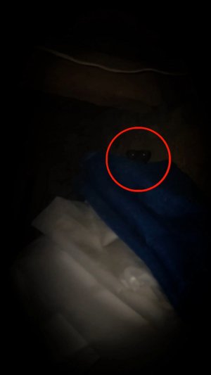 Странное существо в заброшенном доме прячется и зверь страшный