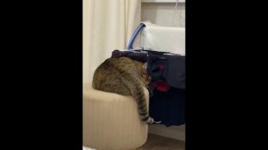 Вот для чего нужен хвост