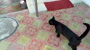 Кот Жора при отеле живет
