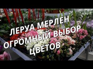 Леруа Мерлен.Огромный выбор комнатных цветов.